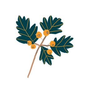 Aubépine bio Illustration Biohême