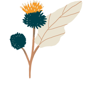 Bardane Bio Illustration Biohême