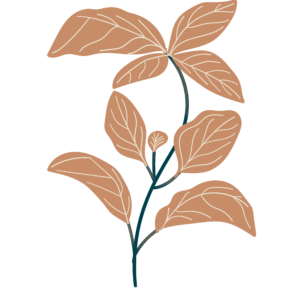 Basilic bio Illustration Biohême