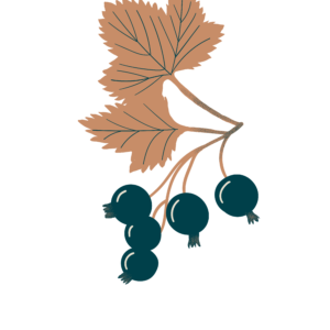 Cassis bio Illustration Biohême