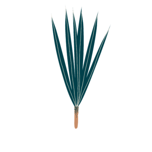 Citronnelle bio Illustration Biohême